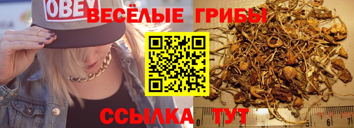 что такое   Вход с VPN  Нижний Тагил  Галлюциногенные грибы Cubensis 